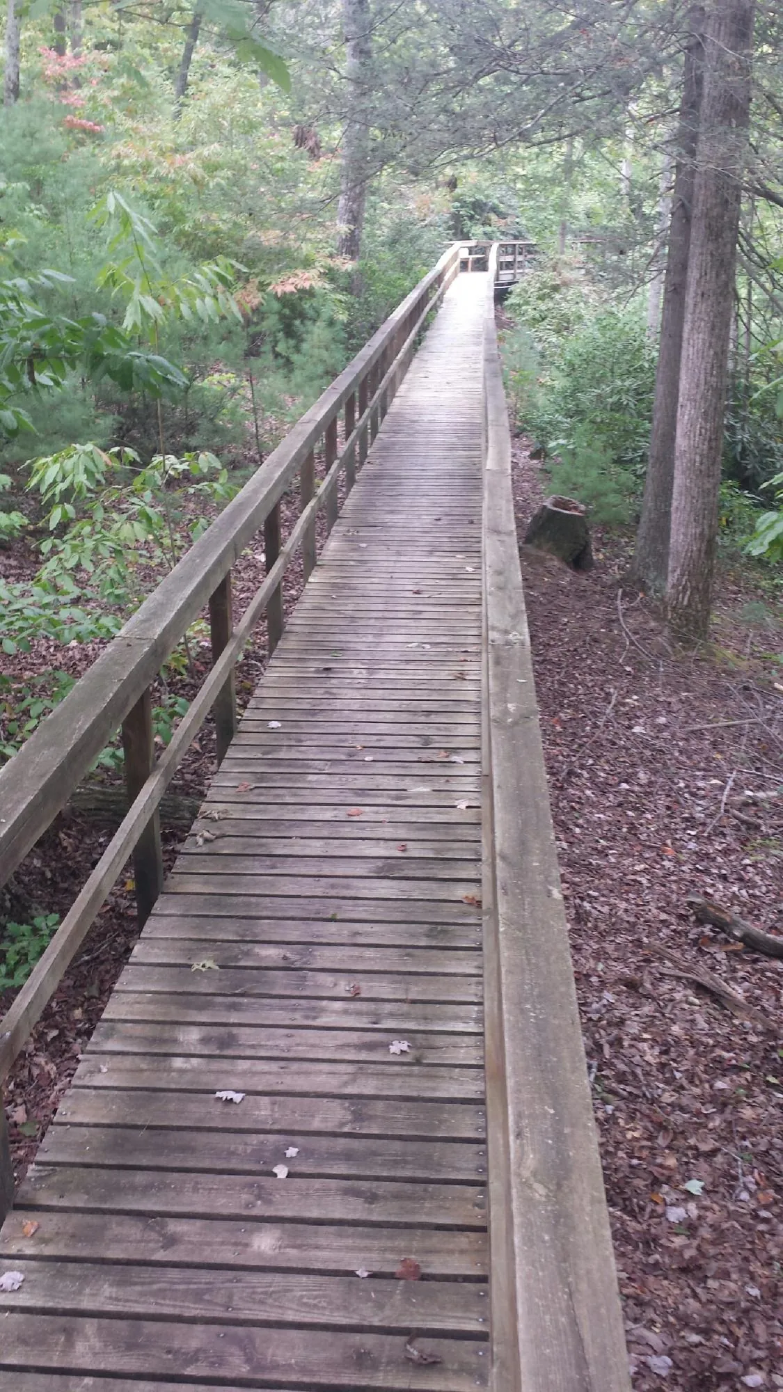 Long wood walkway with handrails built through the woods in Smithville